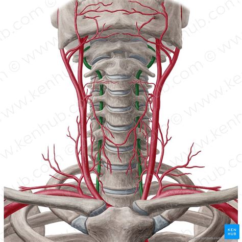 Longus colli muscle in 2020 | Vertebral artery, Arteries, Muscle