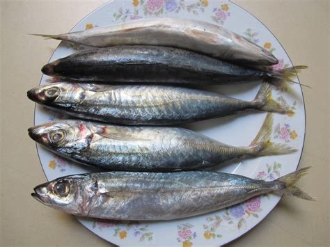 fish ( frozen round scad),China QIULONG price supplier - 21food