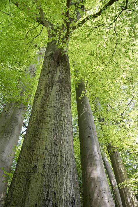 Tall Beech | Trees to plant, Beech tree, Tree