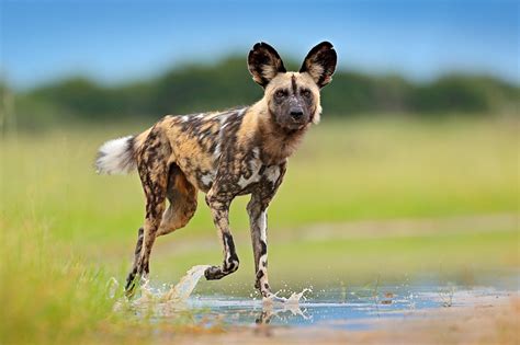 Top 10 Facts About African Wild Dogs (Cape Hunting Dogs) | National ...