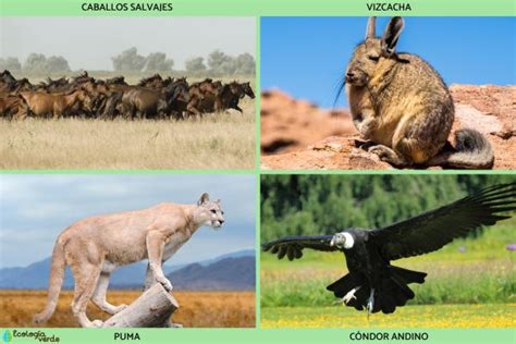 Estepa: qué es, clima, flora y fauna - Resumen