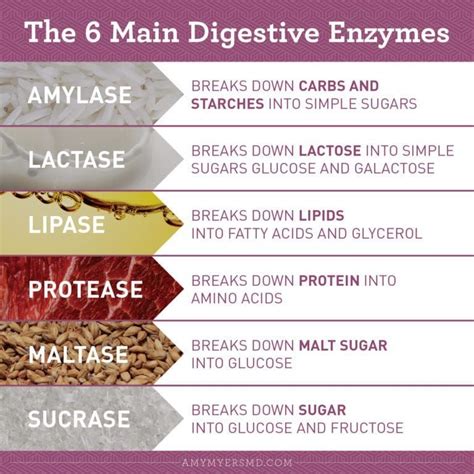 Pin on health | Digestive enzymes, Enzymes, Human digestive system