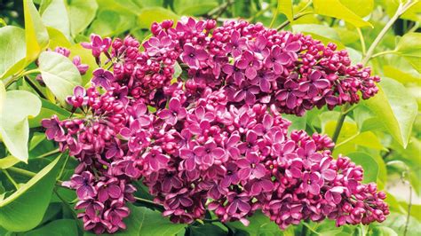 Lilac care and growing guide: expert tips for these flowering shrubs ...