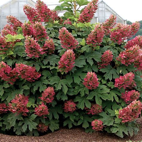 Hydrangea Quercifolia, Hortensia Hydrangea, Hydrangea Shrub, Oakleaf ...