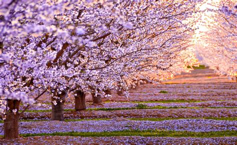 Sakura Trees Time in Istanbul • Atasehir