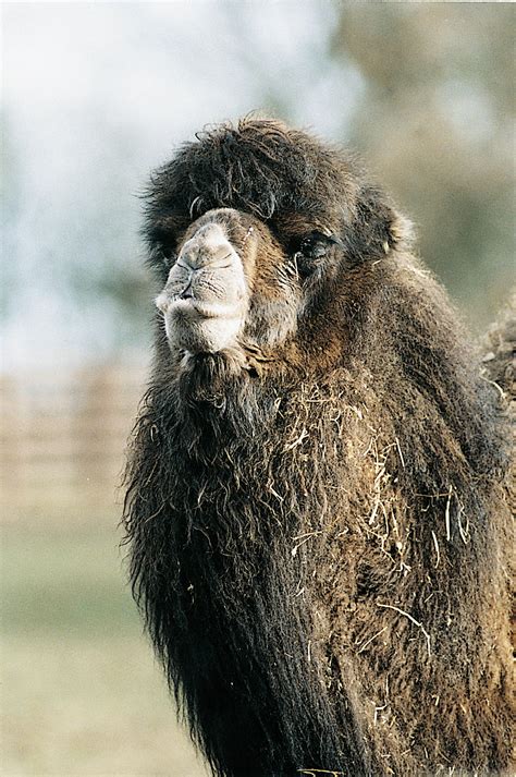 Ecology & Conservation of Wild Bactrian Camels in Mongolia | EDGE of ...