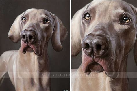 Weimaraner Portrait - Oil Paintings