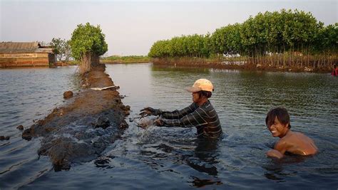 Freshwater prawn farming - Alchetron, the free social encyclopedia