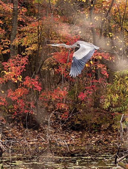 Bird Photography Tips & Techniques