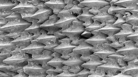 Shark Skin is Made Up of Millions of Microscopic 'Teeth' - YouTube