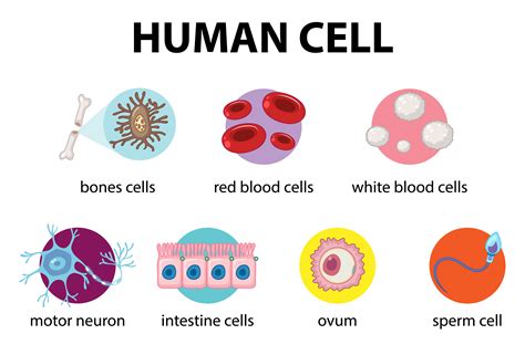 A Human Cell Diagram