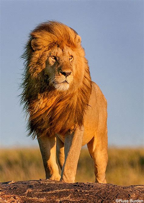 Storytelling Images | OutdoorPhotographer.com | Lion photography, Lion ...