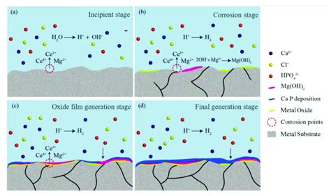 Schematic diagram showing the corrosion of the magnesium-based ...