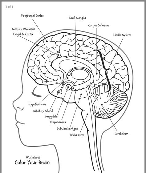 Printable Brain Labeling Worksheet