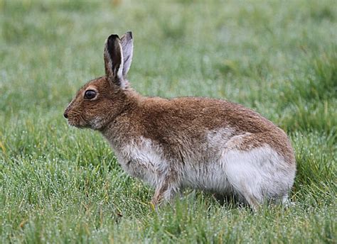 Murfs Wildlife : Irish Hare