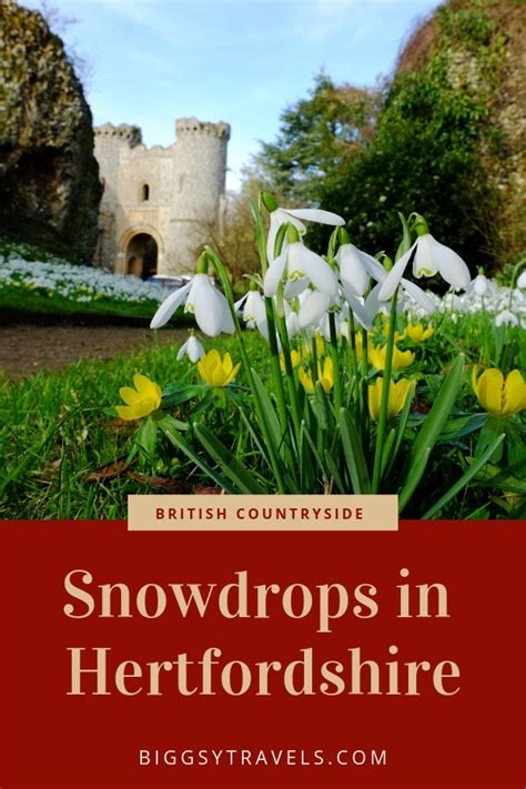 Magical snowdrops at Benington Lordship Gardens – Biggsy Travels