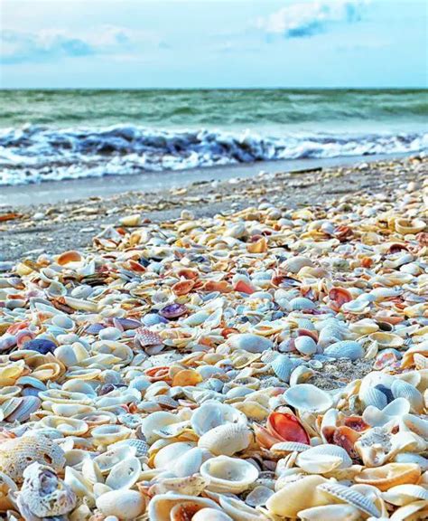 Sanibel Island FL - The World's Best Shelling Beaches - Beach Bliss Living