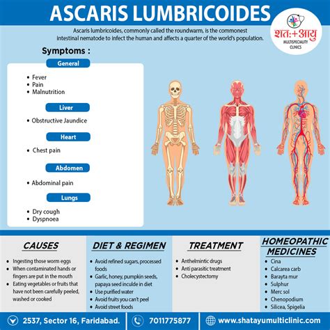 Ascaris Lumbricoides (Roundworm) – SHATAYU MULTI-SPECIALITY CLINIC