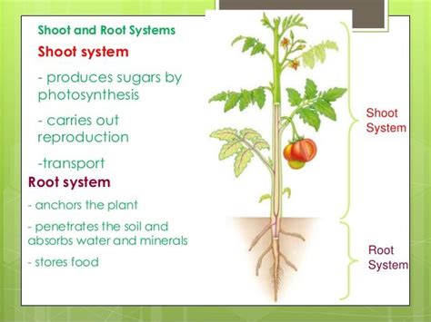 The function and structure of the root system in the plant | Science online