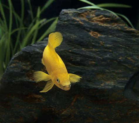 Lemon Oscar (Astronotus ocellatus): A Complete Care Guide - WZaquarium