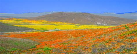 Antelope Valley California Poppy Reserve