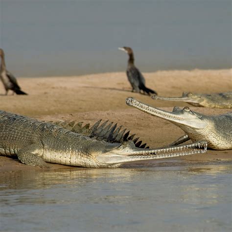 Ganges River Crocodiles