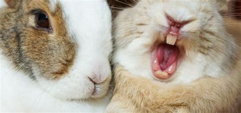 Tackling rabbit dental problems - ExoticDirect