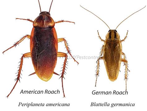 American Cockroach Vs German Cockroach