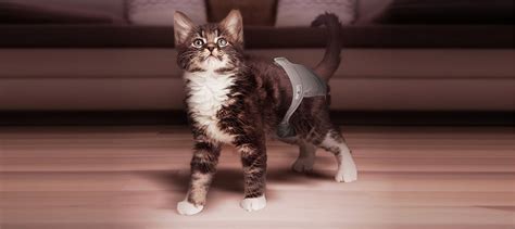 Cat Diapers | Kitten Diapers | Diapers For Cats | Pet Parents®