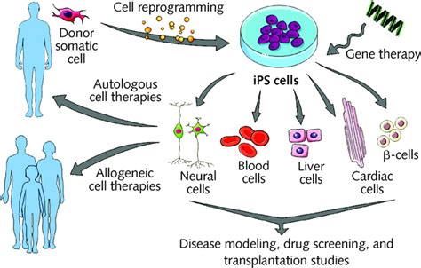 Process - Stem Cells