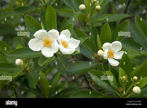 Flowers of the Loblolly Bay tree Stock Photo - Alamy