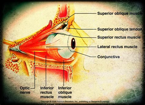 Muscles of the Eye Graphic | Eye study, Anatomy, Eye anatomy