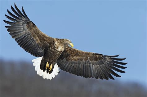 White-tailed Eagle flying in Hokkaido, J Photograph by David Courtenay ...