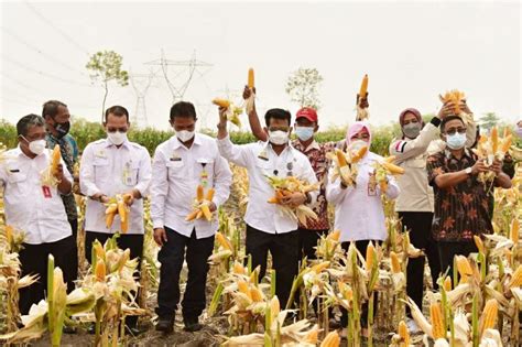 Panen Jagung Nusantara, Bukti Pasokan Jagung Melimpah – lajurpertanian.com