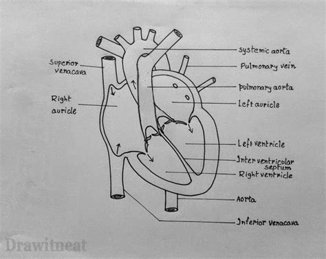 art labeling activity the heart wall - dereisendrachewolfbowpaintingorder