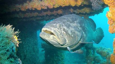 Goliath Grouper Spawning Aggregation - M/V Castor | Endangered fish ...