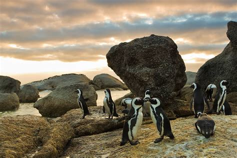 African Penguin Habitat