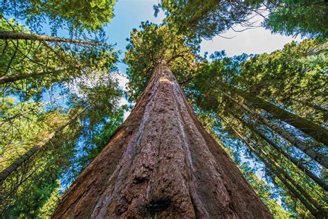 The private life of Hyperion, the world's tallest tree