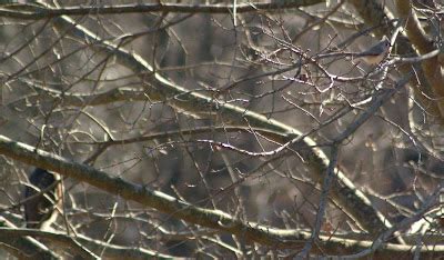 Colvin Run Habitat: Male Cooper's Hawk Visits