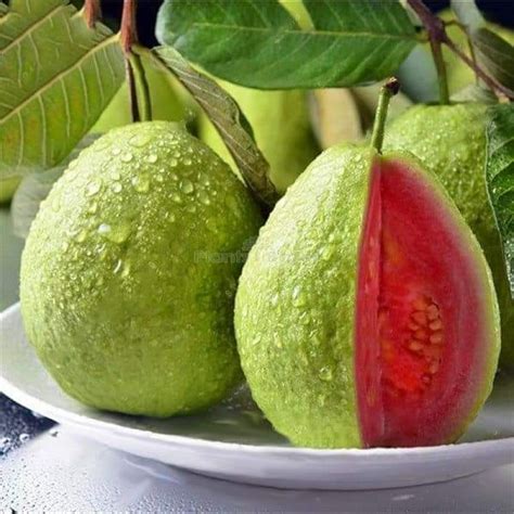 Buy Thai Red Guava Fruit Plant Online at Plants Bazar. Order Now!