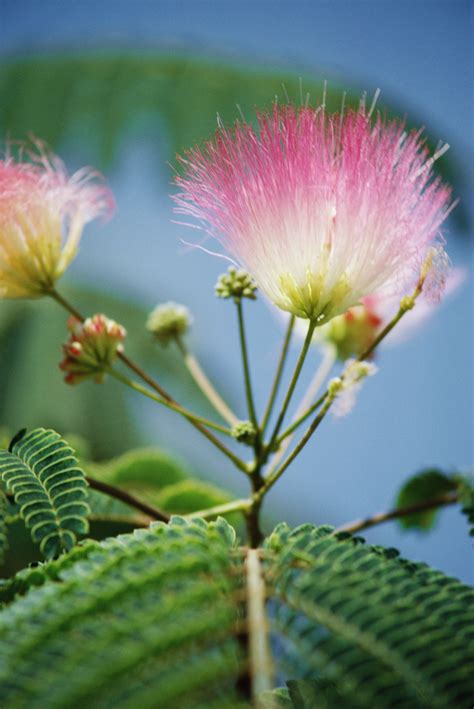 How to Grow a Mimosa Tree From a Seed | Home Guides | SF Gate