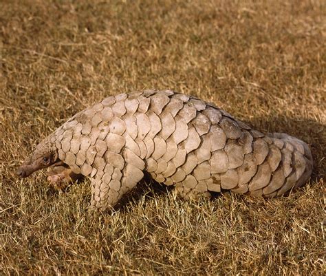 Indian pangolin - Pangolin Specialist Group