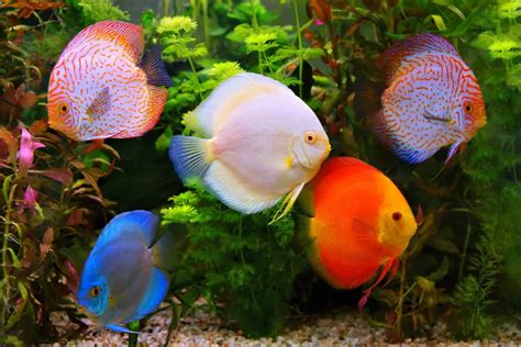 Discus Fish (Symphysodon spp): A Complete Care Guide