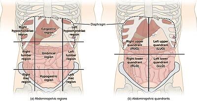 Quadrants et régions de l'abdomen - Quadrants and regions of abdomen ...