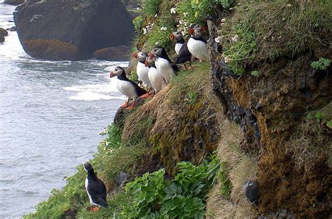 Atlantic Puffin - Fratercula arctica - NatureWorks