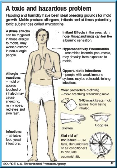 Effects of Black Mold and Symptoms of Toxic Mold Exposure