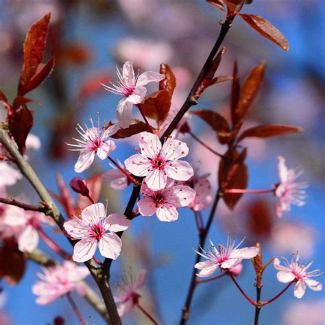 Black Cherry Plum Tree | Prunus cerasifera 'Nigra' – Roots Plants