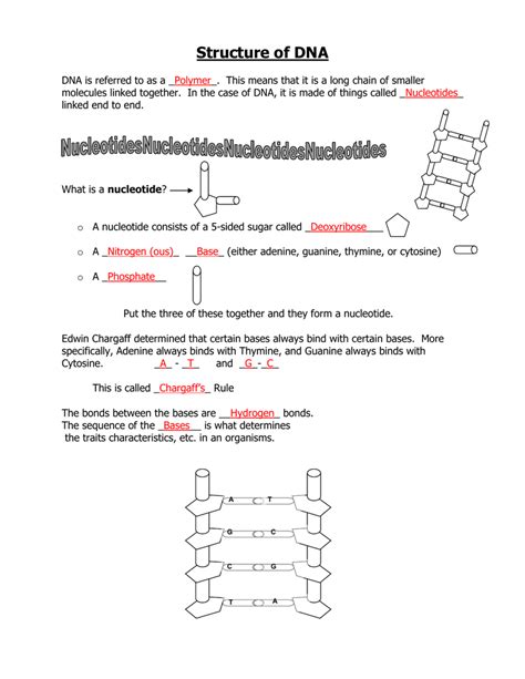 Chargaff's Rule Practice Worksheet Answer Key - Ippazio Antonucci