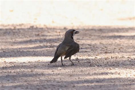 Crested Bellbird - Facts, Diet, Habitat & Pictures on Animalia.bio