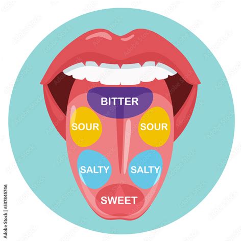 Anatomical map of tongue with parts sense taste. Taste buds, structure ...